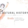 Koala – Banner 1