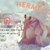 Hermtit Crabs – Blog 1