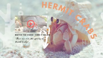 Hermtit Crabs – Blog 1