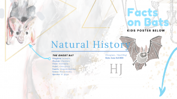 Bat Banner PNG 1