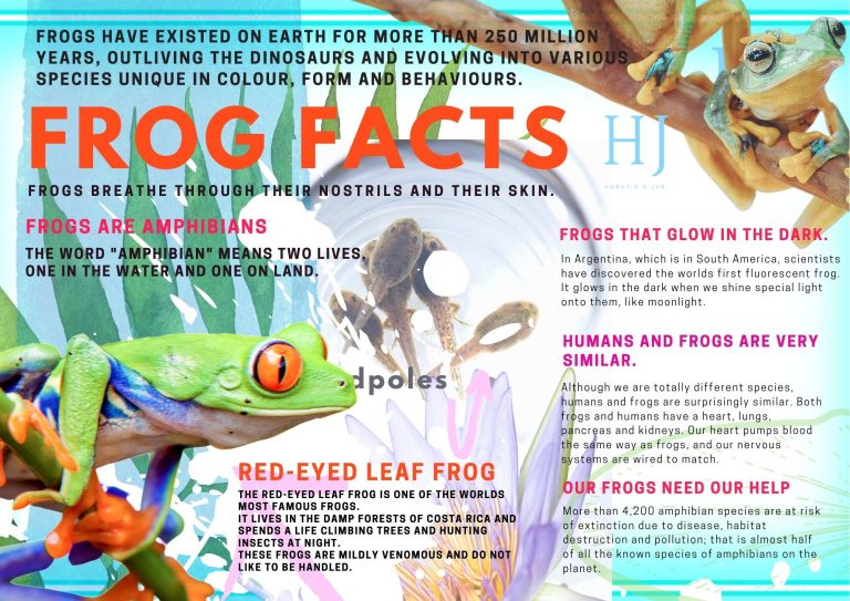 Facts on Frogs – Fun Kids Poster – Upschool