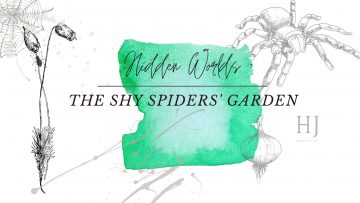 Shy Spider – Header Banner