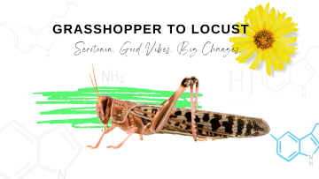 2022 – Grasshopper to Loocust 2