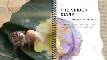 The Spider Diary – Banner V2