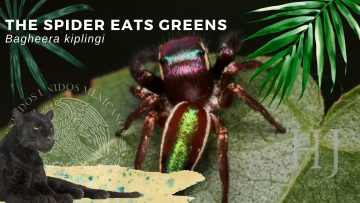 Bagheera kiplingi – the mostly vegetarian spider