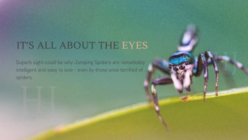 Bagheera kiplingi – the mostly vegetarian spider