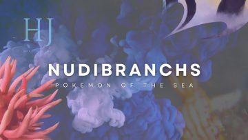 Nudibranch Video