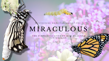 2022 Miraculous Image