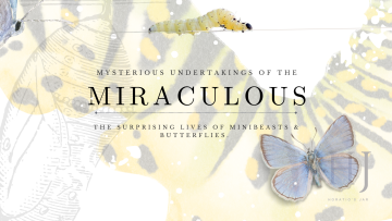 Blog 141 – The Mysterious Undertakings – Part 1