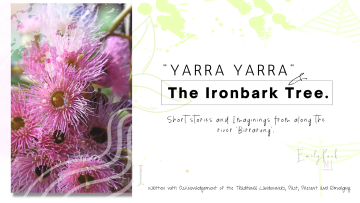 Yarra Yarra & The Ironbark Tree. 1