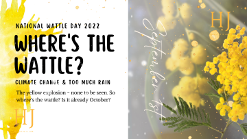 Where’s The Wattle Banner 1