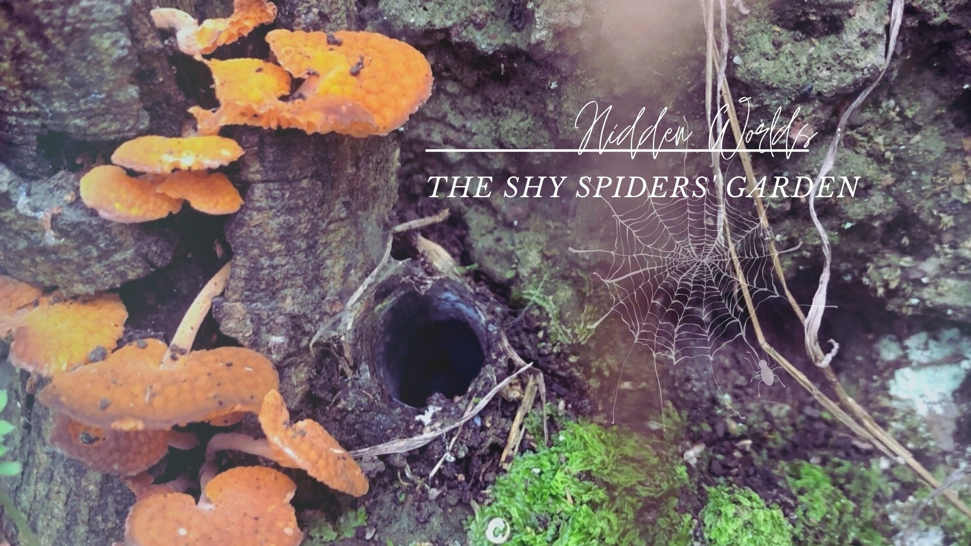 Shy Spider banner - JPG